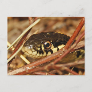 Carte Postale Serpent Garter