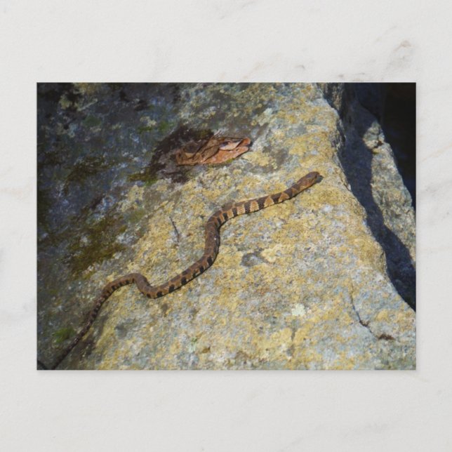 Carte Postale Serpent motif Brown sur Rock (Devant)