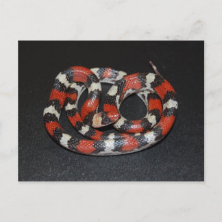 Carte Postale Serpent Roi Scarlet