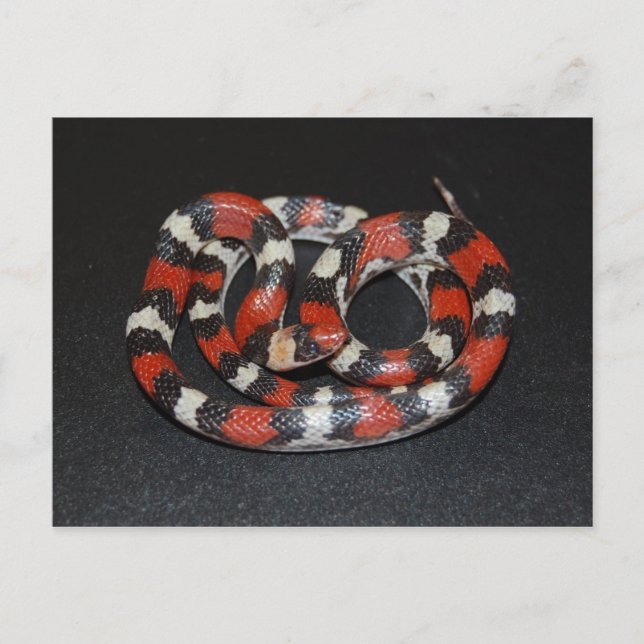 Carte Postale Serpent Roi Scarlet (Devant)