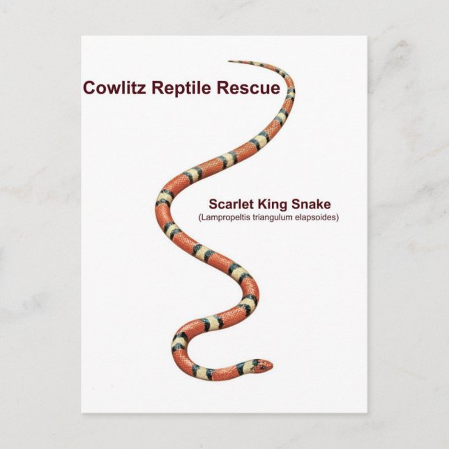 Carte Postale Serpent Roi Scarlet (Devant)