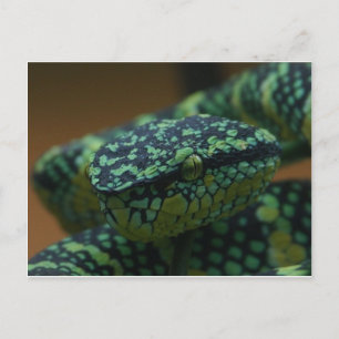 Carte Postale Serpent vert