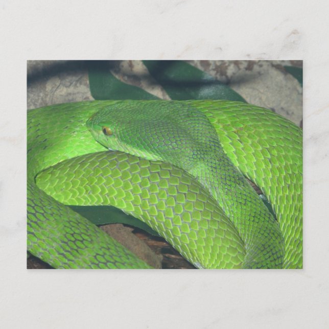 Carte Postale serpent vert (Devant)
