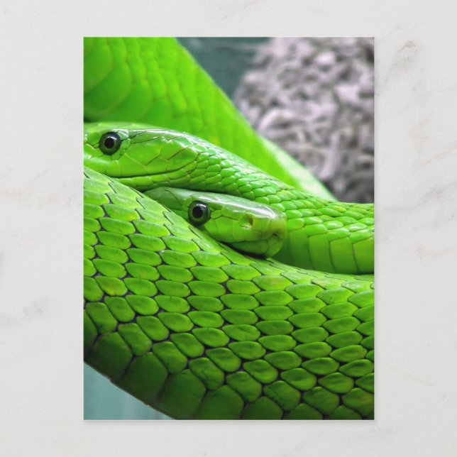 Carte Postale Serpent Vert (Devant)