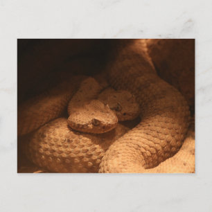 Carte Postale Serpents de bétail