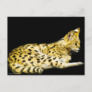 Carte postale Serval