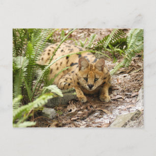 Carte Postale serval 019