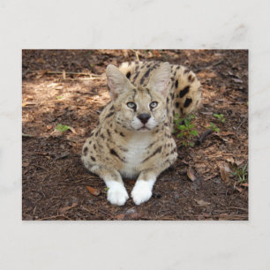 Carte Postale serval 028