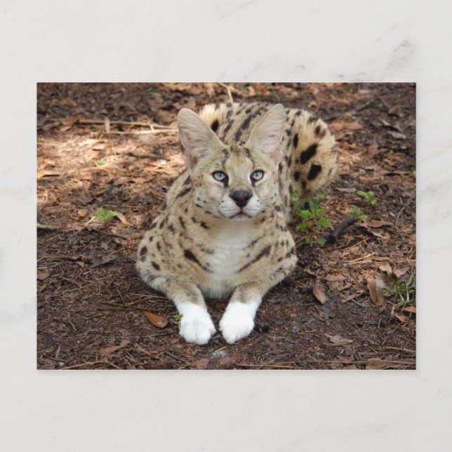Carte Postale serval 028 (Devant)