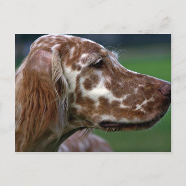 Carte Postale Setter anglais (Devant)