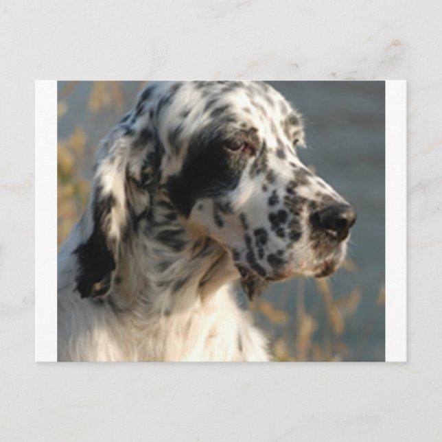 Carte Postale setter anglais 2.png (Devant)