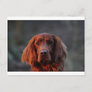 Carte Postale Setter irlandais
