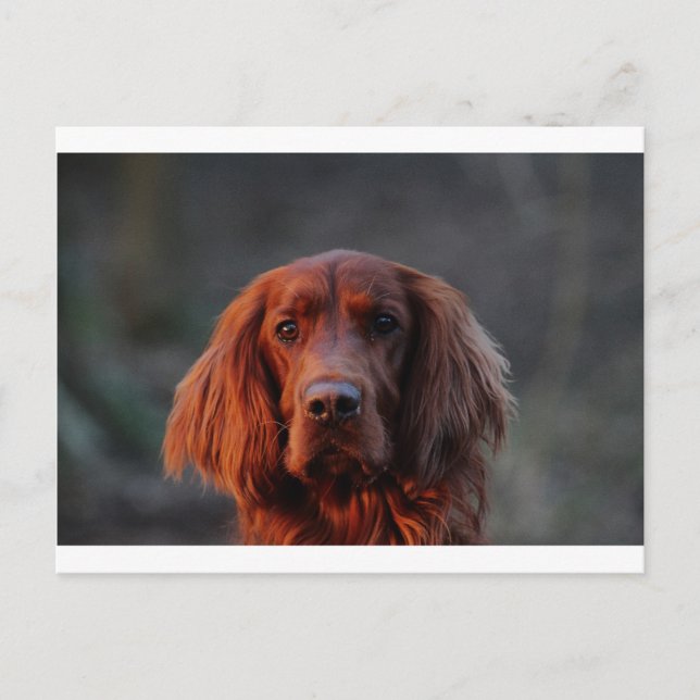Carte Postale Setter irlandais (Devant)