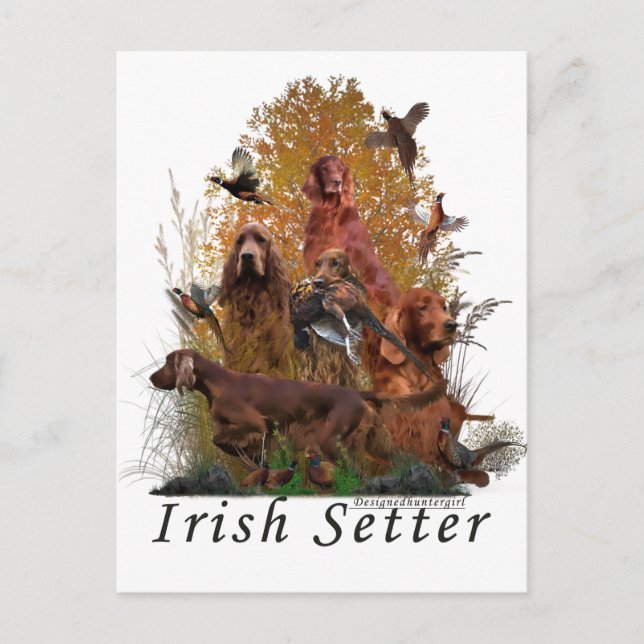 Carte Postale Setter irlandais (Devant)