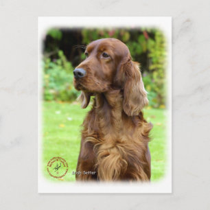 Carte Postale Setter irlandais 9T004D-286
