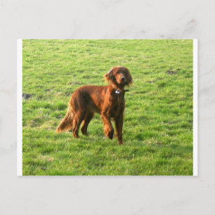 Carte Postale Setter irlandais full 2