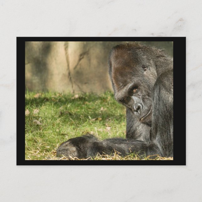 Carte postale Sexy Silverback Gorilla (Devant)
