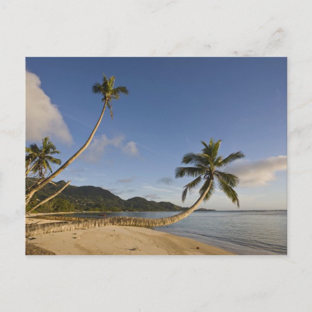 Carte Postale Seychelles, île Mahe, palmier horizontal, (Devant)