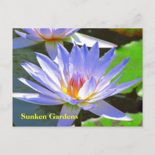 Carte Postale SG Blue water Lily #106N  0106