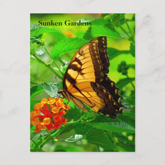 Carte postale SG Jaune Swallowtail #245N 0245 (Devant)