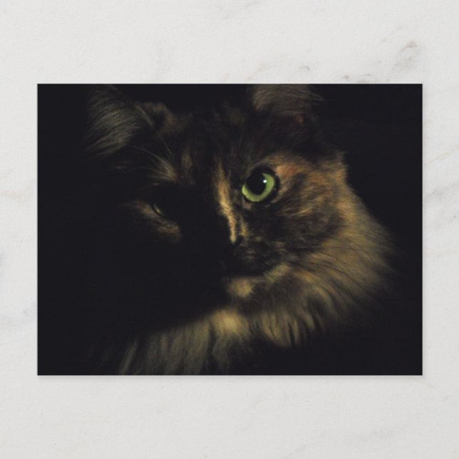 Carte Postale Shadow Cat Art Photographie Yeux verts Kitty (Devant)