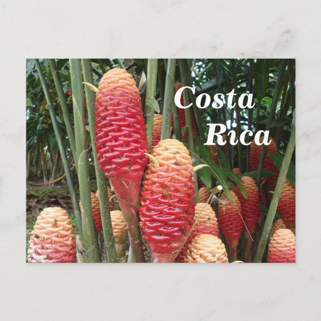 Carte Postale Shampooing Ginger, Costa Rica (Devant)