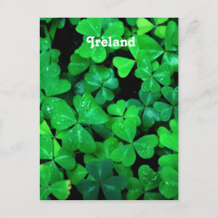 Carte Postale Shamrock irlandais