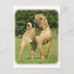 Carte Postale Shar Pei