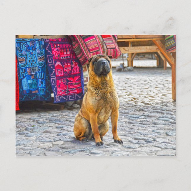 Carte Postale Shar Pei Dog, Ollantaytambo, Pérou (Devant)