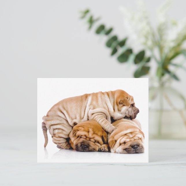 Carte Postale Shar Pei Puppies (Debout devant)