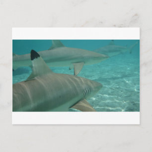 Carte Postale shark