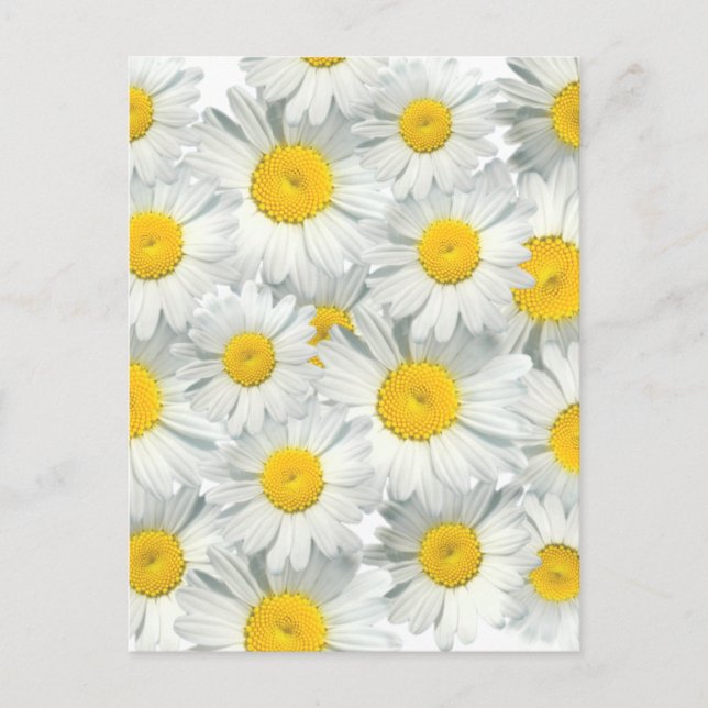 Carte Postale Shasta Daisies (Devant)