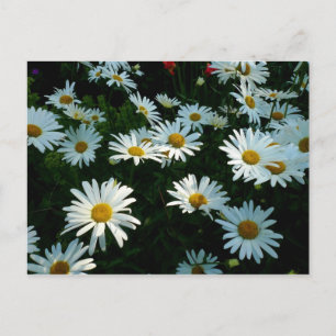 Carte Postale Shasta Daisies II