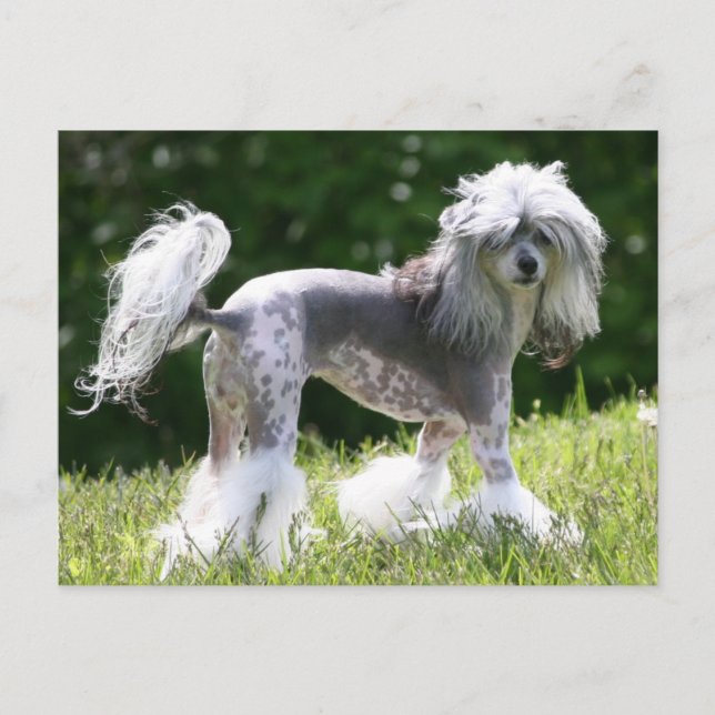 Carte Postale Sheeba - Crestie Showoff (Devant)