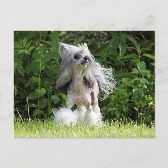 Carte Postale Sheeba regarde (Devant)