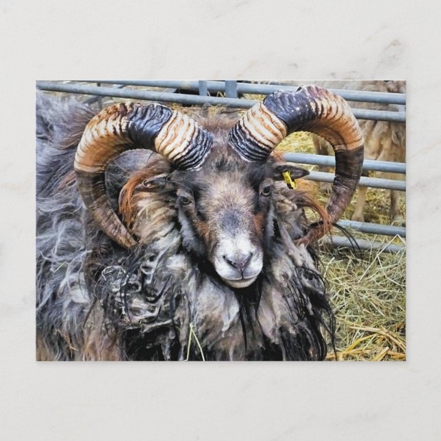 CARTE POSTALE SHEEP (Devant)