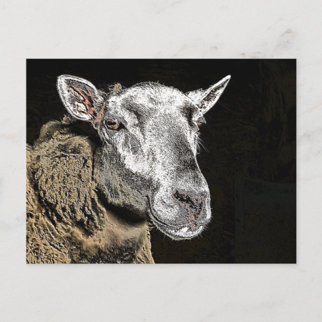 CARTE POSTALE SHEEP (Devant)