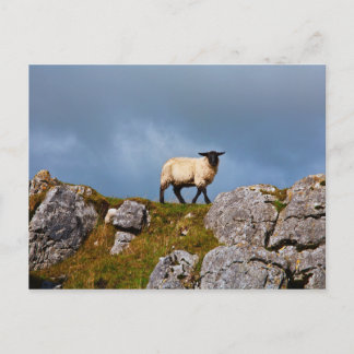 Carte postale Sheep