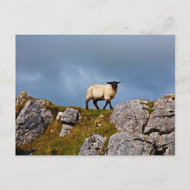 Carte postale Sheep (Devant)