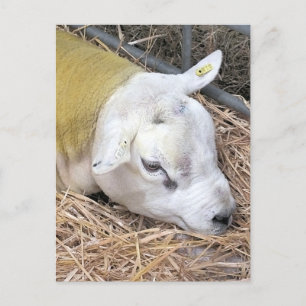 CARTE POSTALE SHEEP