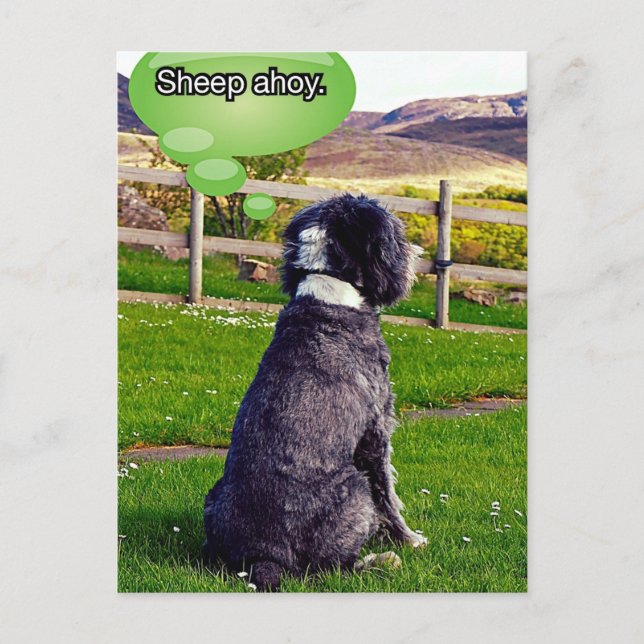 Carte postale Sheep Ahoy (Devant)
