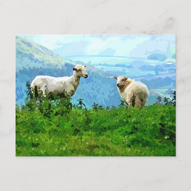 CARTE POSTALE SHEEP DE MONTAGNE (Devant)