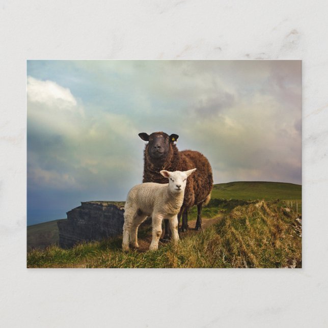 CARTE POSTALE SHEEP - FALAISES DE MOHER, LISCANNOR, IRLANDE (Devant)