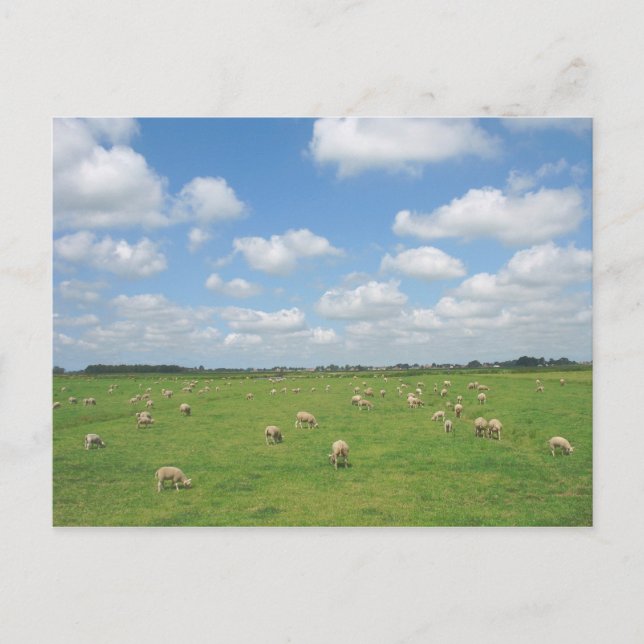 Carte postale Sheep in Meadow (Devant)