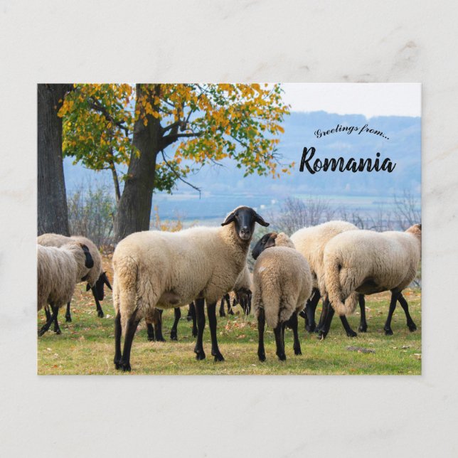 Carte Postale Sheep in Rural Romania (Devant)
