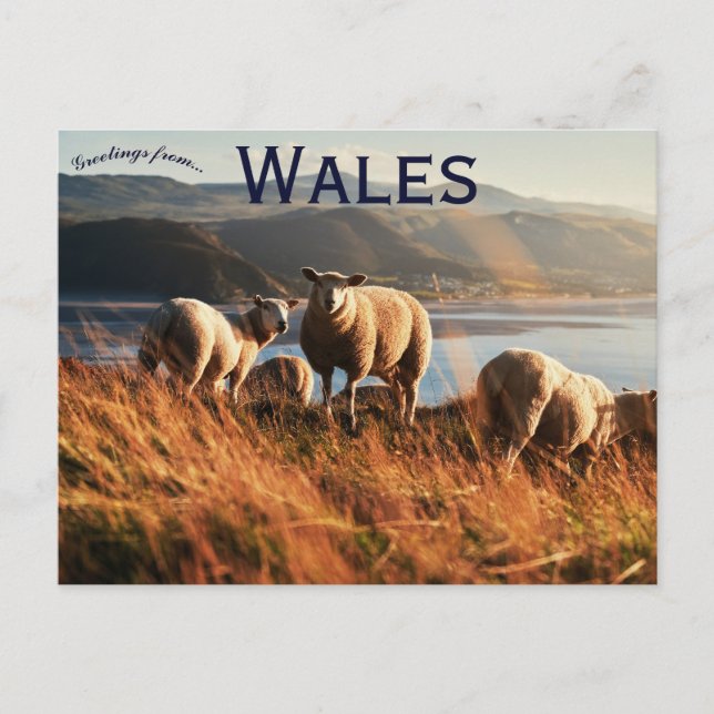 Carte Postale Sheep in Wales (Devant)
