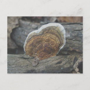 Carte postale Shelf Fungus #3