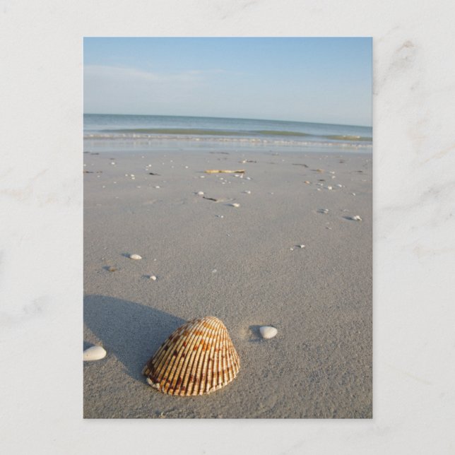 Carte Postale Shell Beach (Devant)