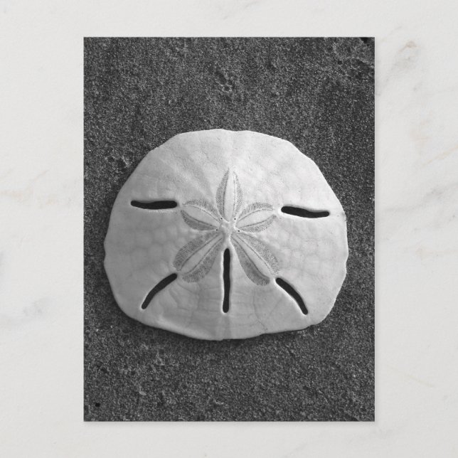 Carte postale Shell Beach Dollar Sand (B&W Photo) (Devant)