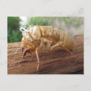 Carte Postale Shell Canada